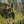 Load image into Gallery viewer, Peru Perales Huancaruna
