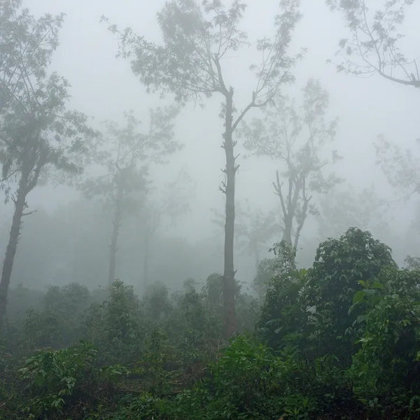 Guatemala Santa Marta